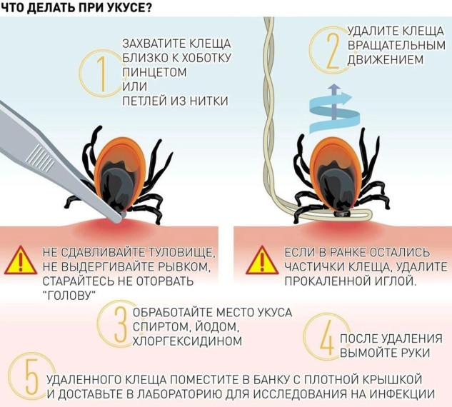 Важное об укусе клеща!!!. Важное об укусе клеща!!!.